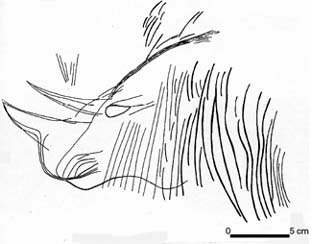 Rhinocéros laineux (dessin C Dufayet)
